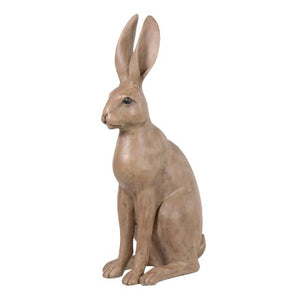 Sitting Hare